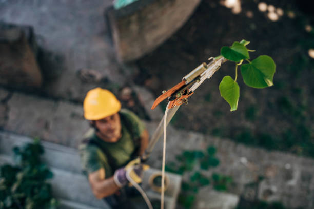 The Steps Involved in Our Tree Care Process in New Bedford, PA